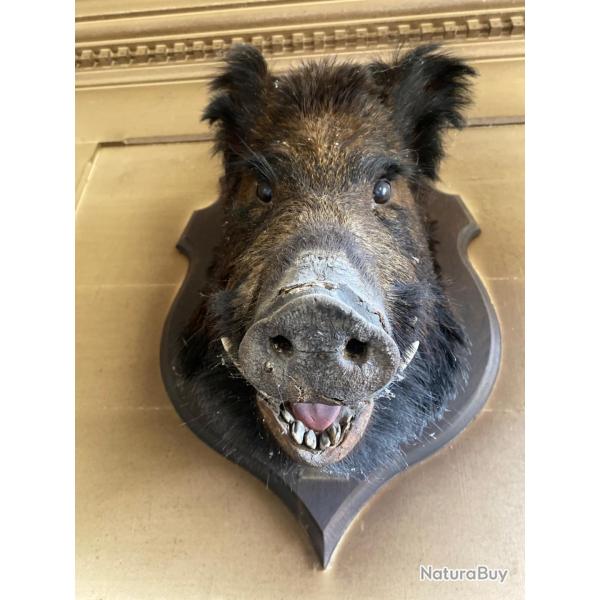 T�te de sanglier naturalis�e ancienne (1892) 70 cm - Troph�e mural