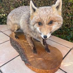 Renard naturalis&eacute;