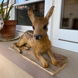 Faon naturalis&eacute; xxeme taxidermie