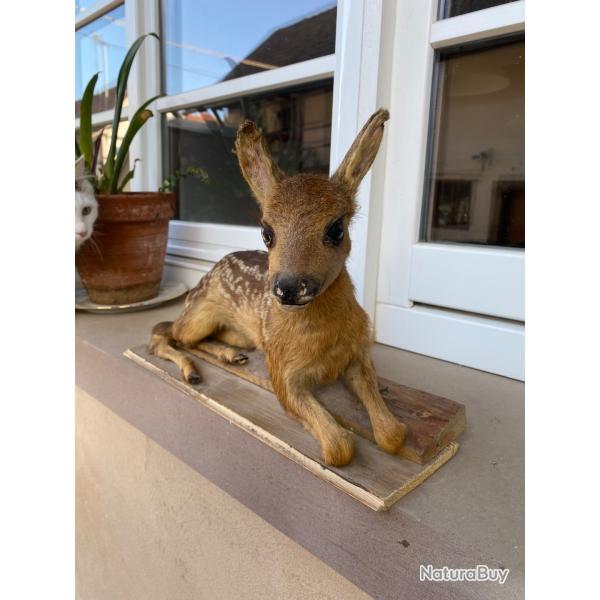 Faon naturalis� xxeme taxidermie