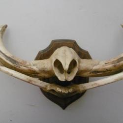 grand troph&eacute;e de museau de phacochere