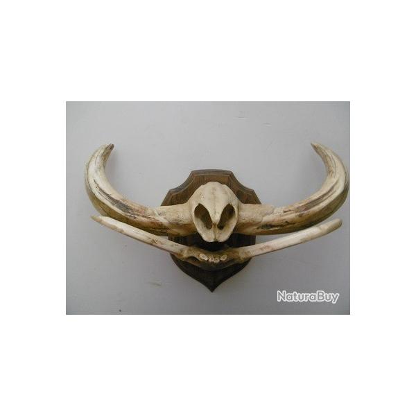 grand troph�e de museau de phacochere