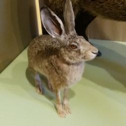 recherche chiens courrant voie unique li&egrave;vres