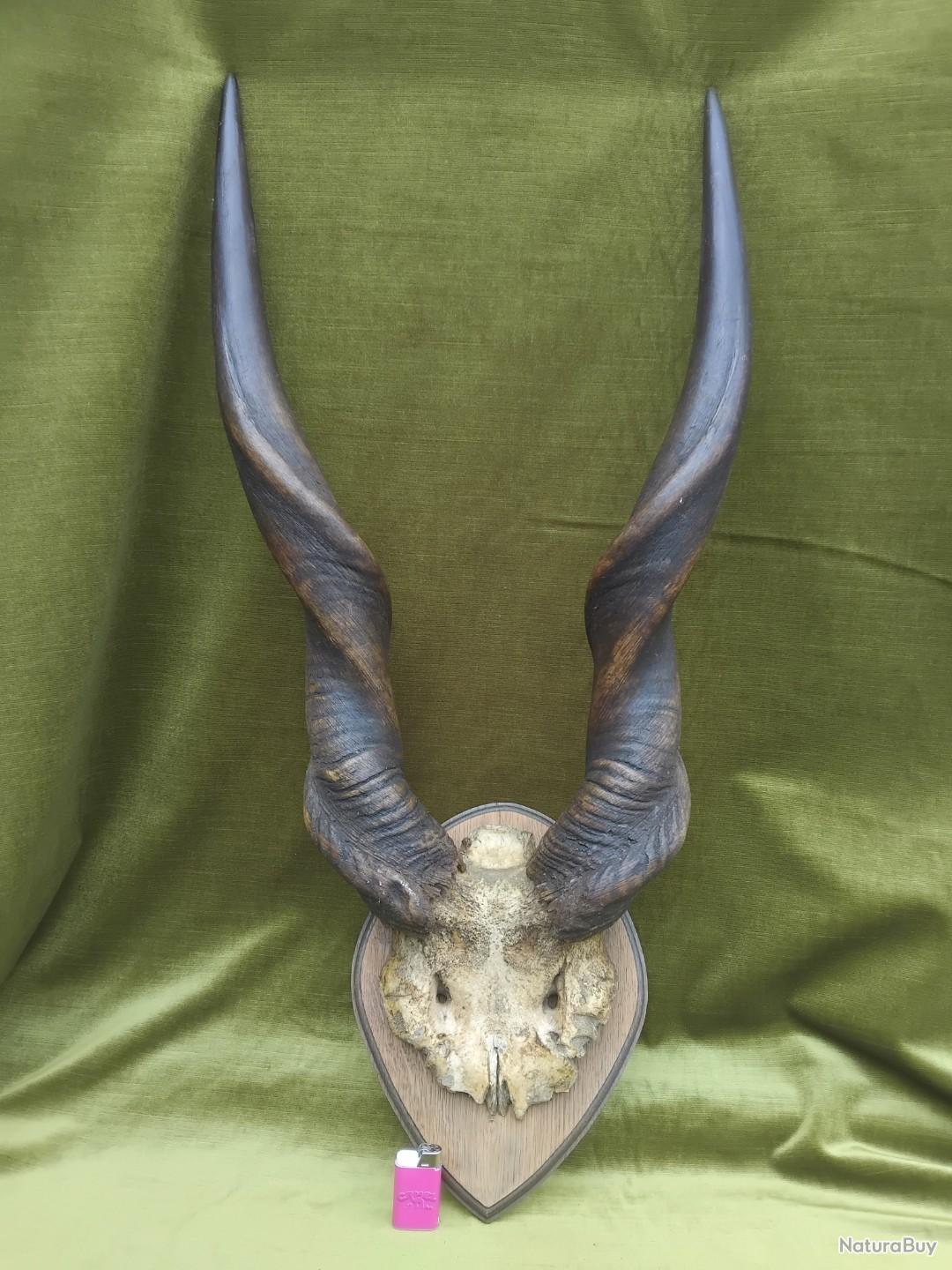 Grand Trophée Taxidermie Élan Du Cap - Décoration Insolite Et Curiosité