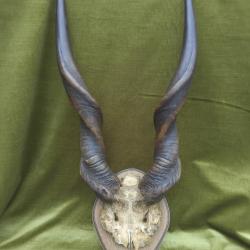 troph&eacute;e &eacute;lan de derby