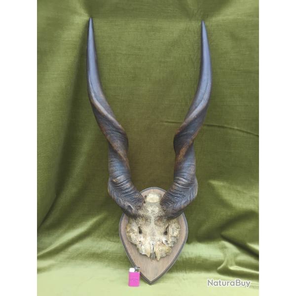 troph�e �lan de derby