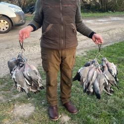 Chasse &agrave; la palombe