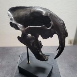 Tigre &agrave; dent de sabre ( SMILODON )