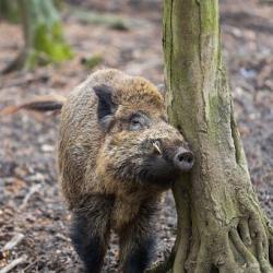 Chasse au grand gibier