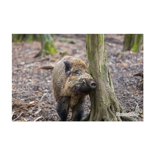 Chasse au grand gibier