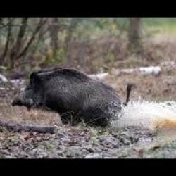 RECHERCHE ACTION DE CHASSE