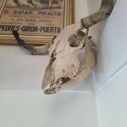 T&ecirc;te de taureau ou vache landaise