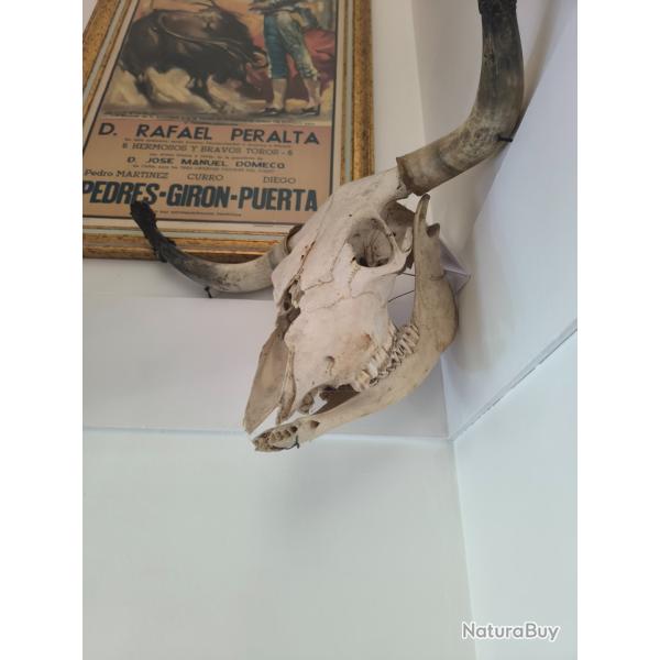 T�te de taureau ou vache landaise