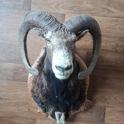 Troph&eacute;es de mouflons et chamois,  en capes