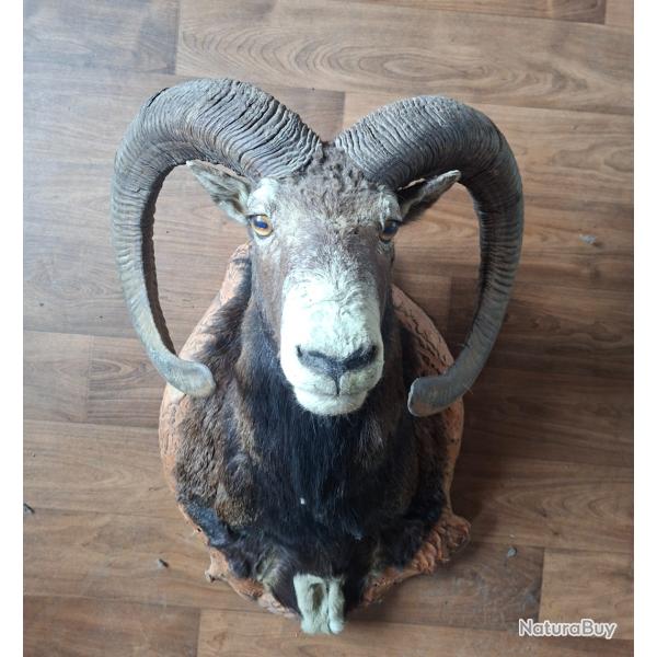 Troph�es de mouflons et chamois,  en capes
