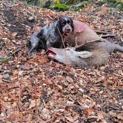 Saillie Wachtelhund/chien d'Oysel Allemand