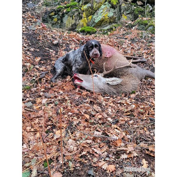 Saillie Wachtelhund/chien d'Oysel Allemand