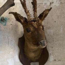 Deux troph&eacute;es de chasse anciens - Domaine de Crogny 1892 - Plaques d'origine