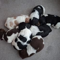 A r&eacute;server chiots (m&acirc;les et femelles) &eacute;pagneul breton LOF - Tricolore Noir/Marron, Orange