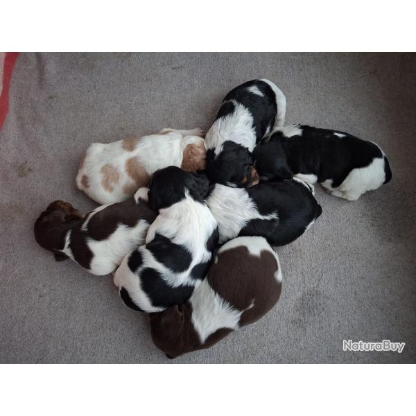 A r�server chiots (m�les et femelles) �pagneul breton LOF - Tricolore Noir/Marron, Orange