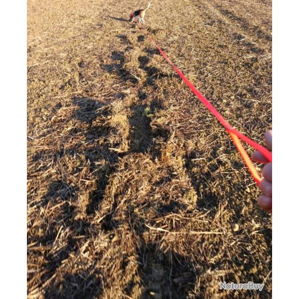 Action de chasse gros gibier