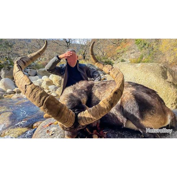 IBEX DE GREDOS / Espagne.