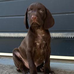 Chiots Braque Allemand m&acirc;les