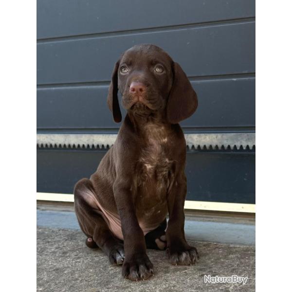 Chiots Braque Allemand m�les