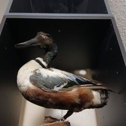 Canard empaill&eacute; sur bloc bois