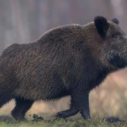 Action de chasse Meuse