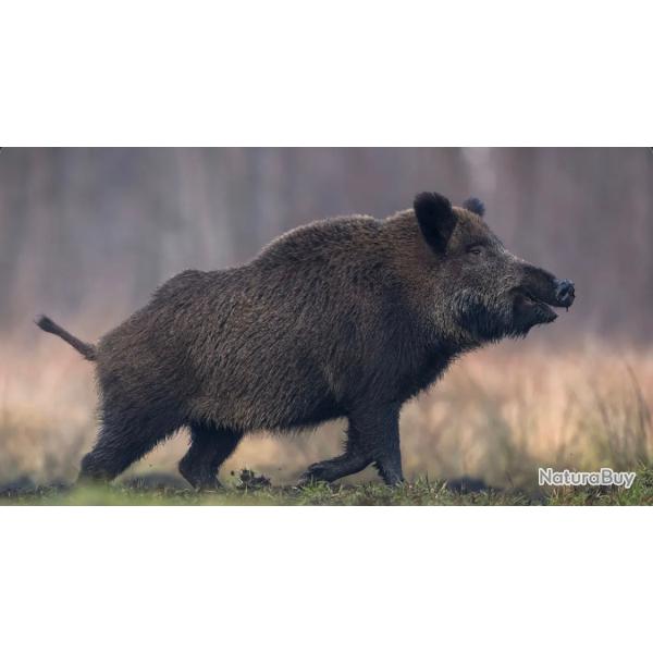 Action de chasse Meuse