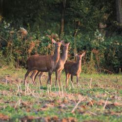 Action de chasse (55)