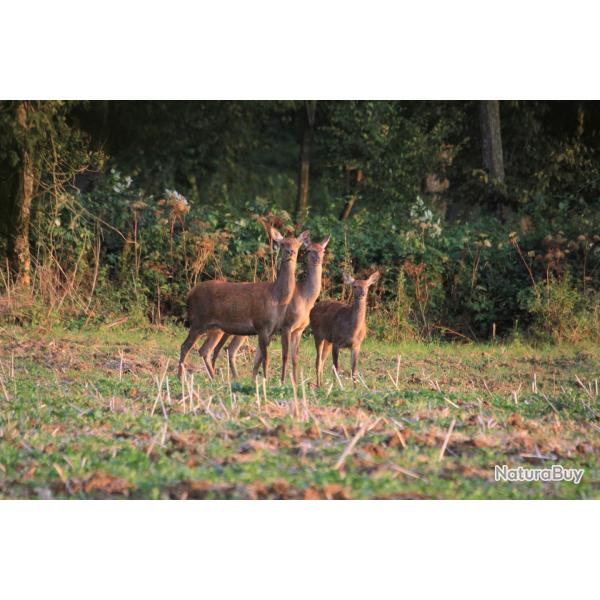 Action de chasse (55)