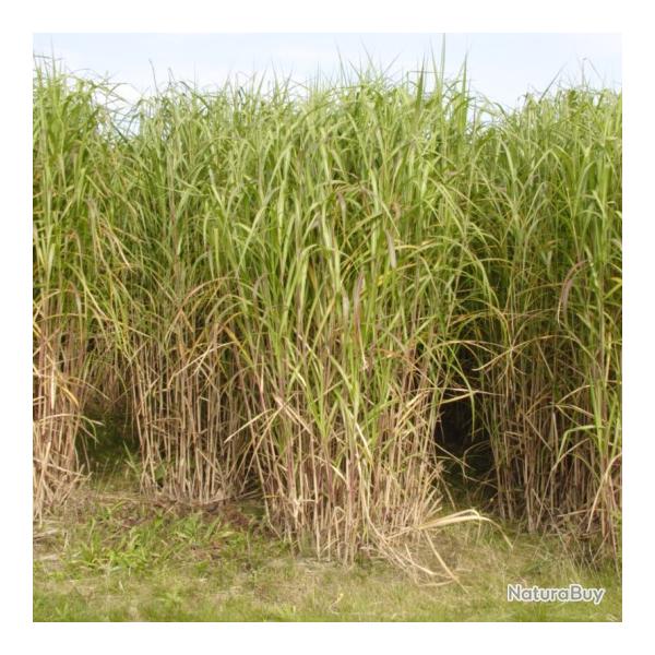 Rhizomes de Miscanthus giganteus 2000 pi�ces