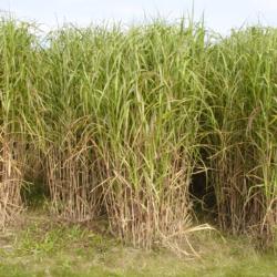 Rhizomes de Miscanthus giganteus 1000 pi&egrave;ces