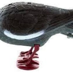 Appelant pigeon sur pattes becquettant