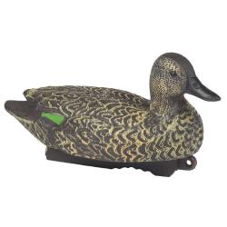 Appelant sarcelle hiver femelle