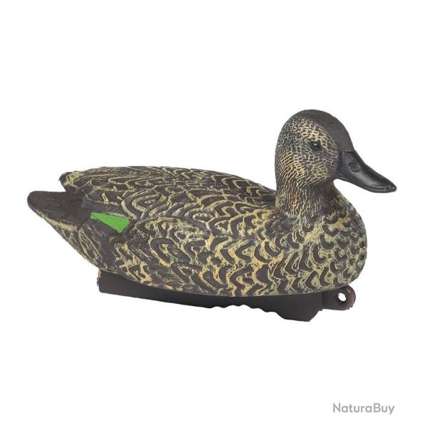 Appelant sarcelle hiver femelle