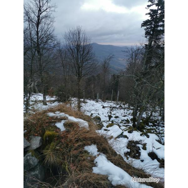 Parts de chasse Alsace