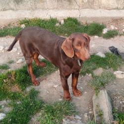 Chien de chasse kopov