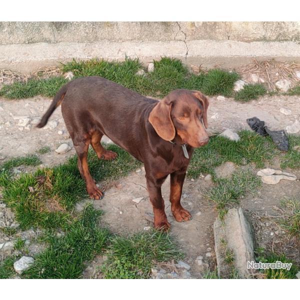 Chien de chasse kopov