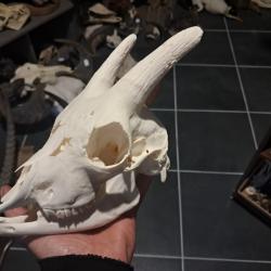 Cr&acirc;ne de ch&egrave;vre ; Capra hircus #0303