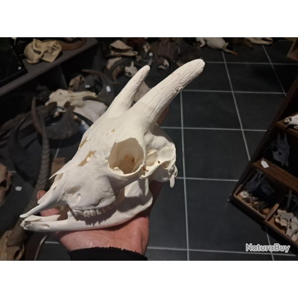 Cr�ne de ch�vre ; Capra hircus #0303