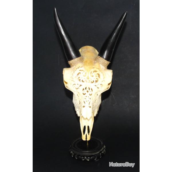 Crane de ch�vre sculpt� sur socle.