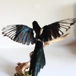 taxidermie oiseaux pie taxidermy magpie cabinet de curiosit&eacute; oditties