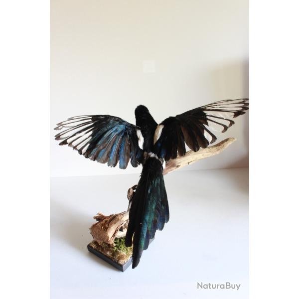 taxidermie oiseaux pie taxidermy magpie cabinet de curiosit� oditties