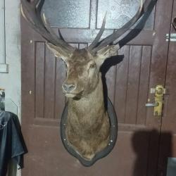 Cerf grand troph&eacute;e