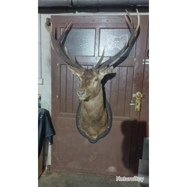 Cerf grand troph�e