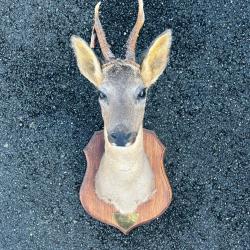 T&ecirc;te de brocard