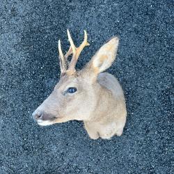 T&ecirc;te de brocard sans &eacute;cusson